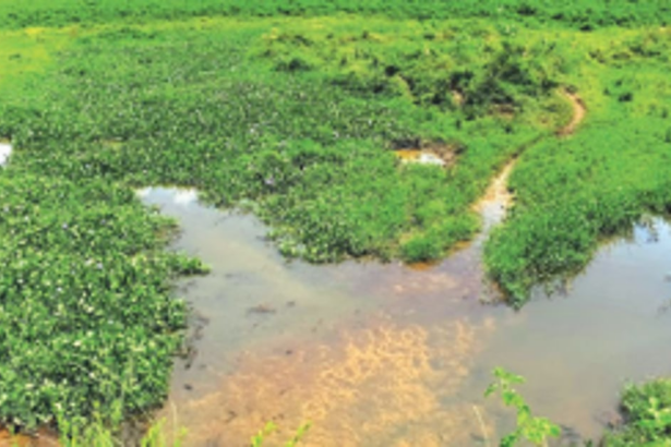 Saipem Lake contamination: All Azad Nagar houses to be connected to sewerage network soon, MMC assures HC