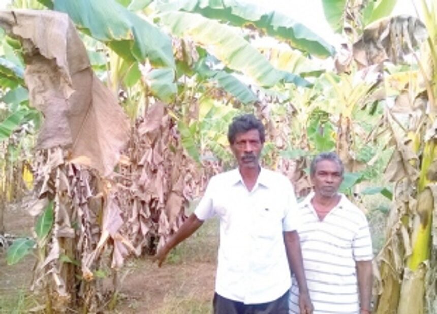 Sal farmers fear crop loss if Tillari water is delayed again