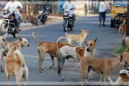 Salcete Struggles with Stray Dog Menace Amid Rising Attacks on Locals and Tourists