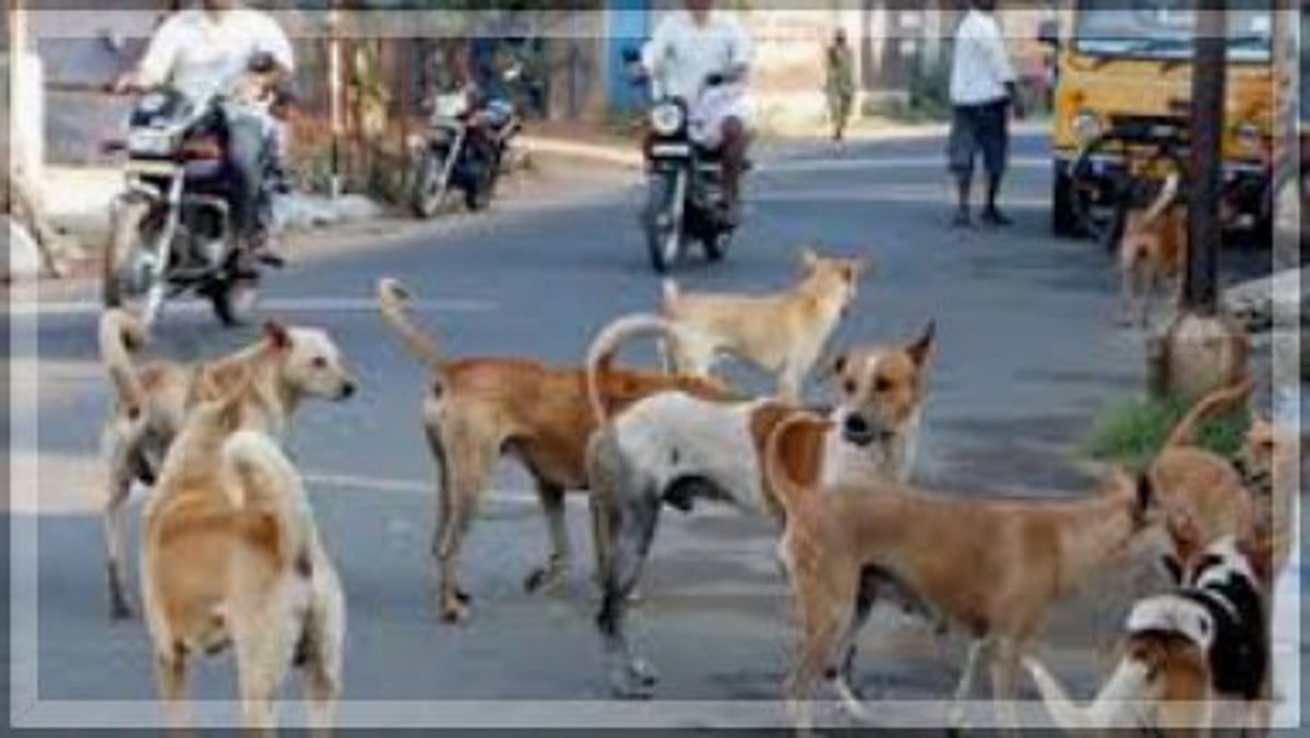 Salcete Struggles with Stray Dog Menace Amid Rising Attacks on Locals and Tourists
