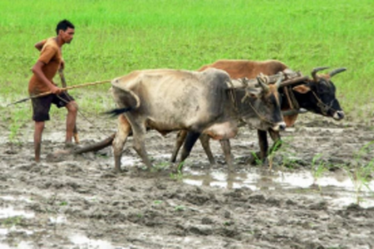 Salcete farmers facing difficulties in ploughing fields