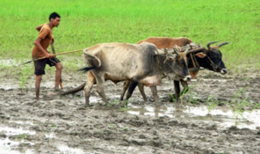 Salcete farmers facing difficulties in ploughing fields