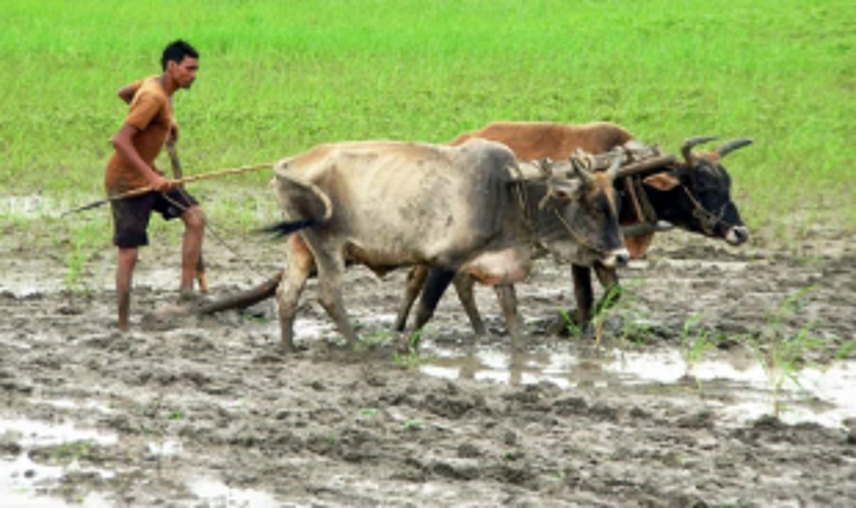 Salcete farmers facing difficulties in ploughing fields