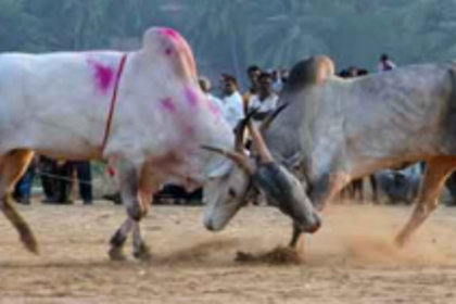 Salcete politician planning to hold dhirios at five places!