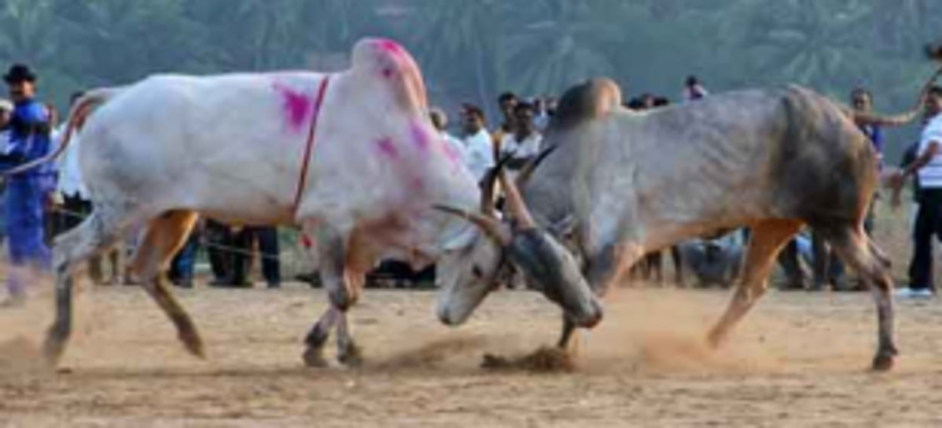 Salcete politician planning to hold dhirios at five places!