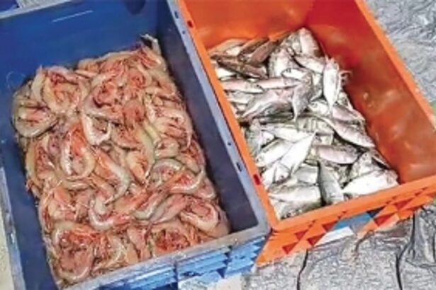 Salcete ramponkars net bumper catch of solar prawns