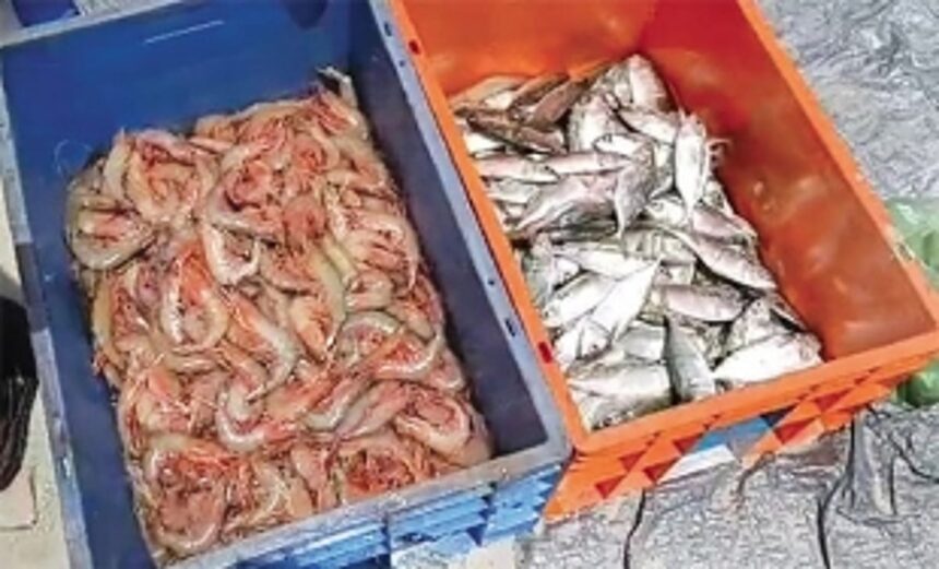 Salcete ramponkars net bumper catch of solar prawns