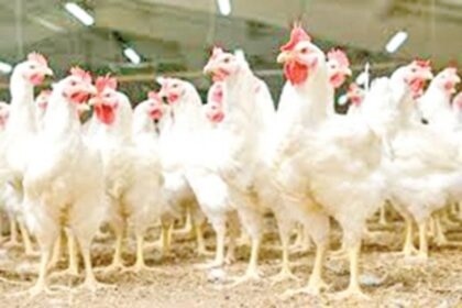 Sale of poultry, mutton, seafood reduced due to rumours