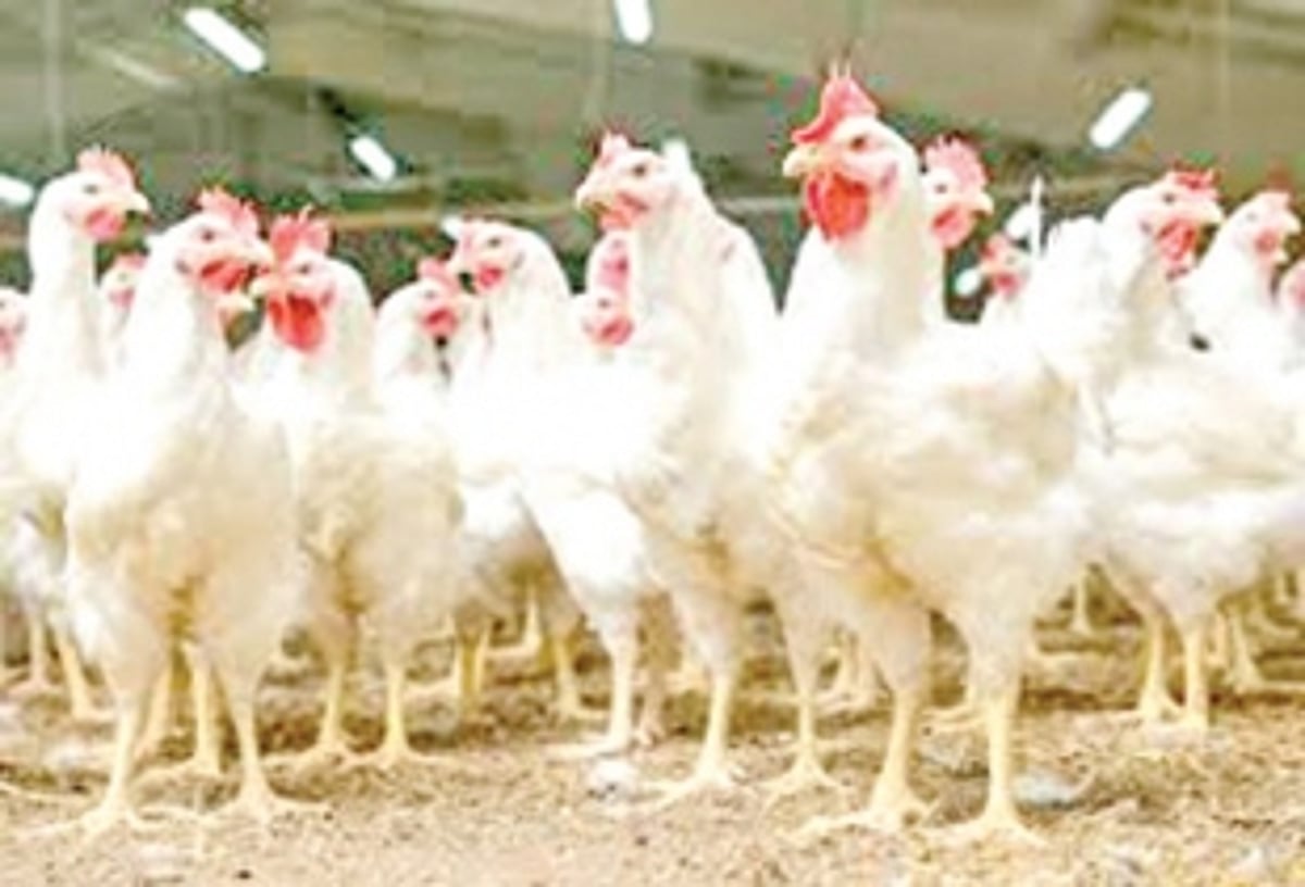 Sale of poultry, mutton, seafood reduced due to rumours