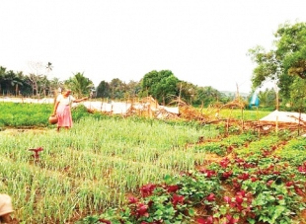 Saligao farmers vow to protect fields, threaten to approach court