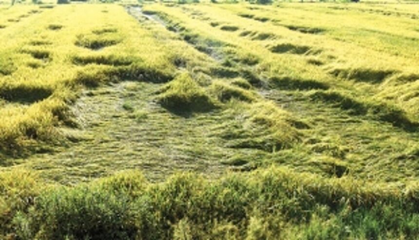 Salinity, floods threaten Goa’s fields and khazan lands