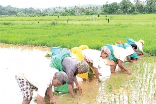 Saloi farmers cry out their grievances