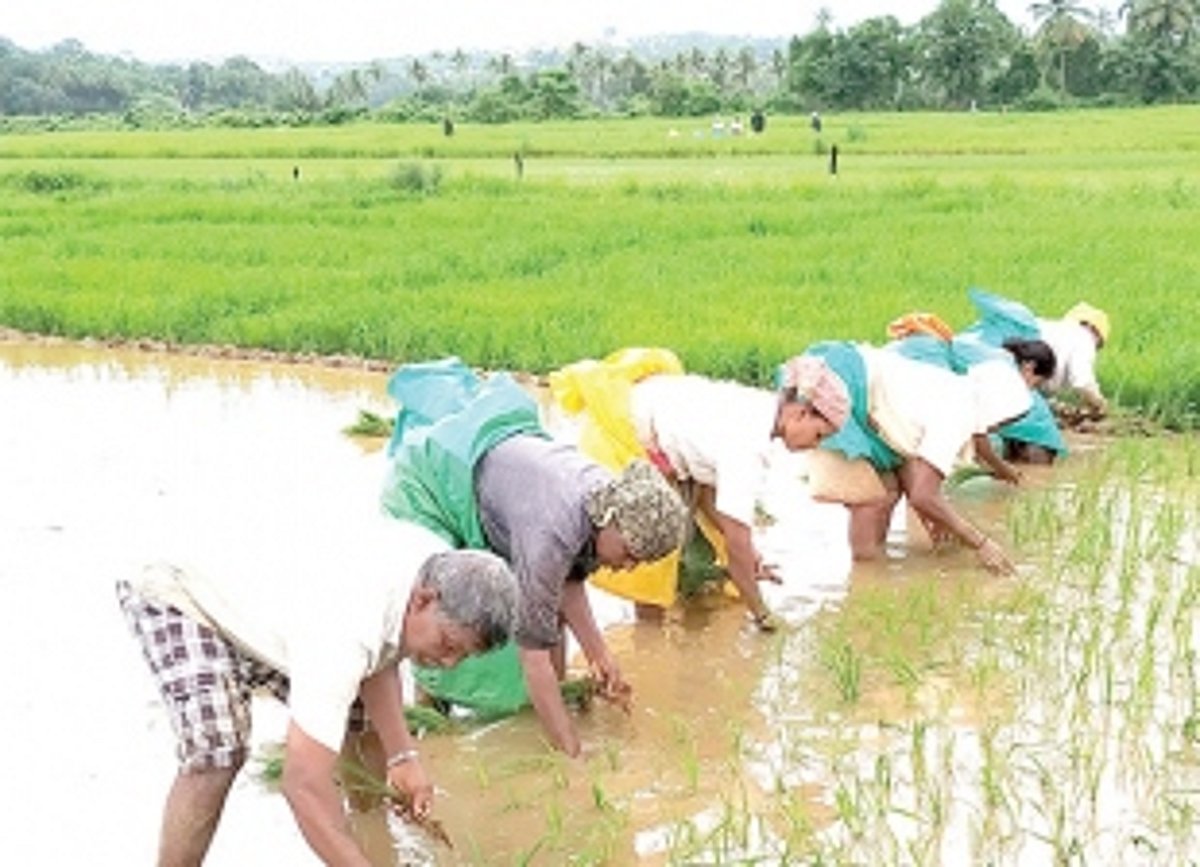 Saloi farmers cry out their grievances