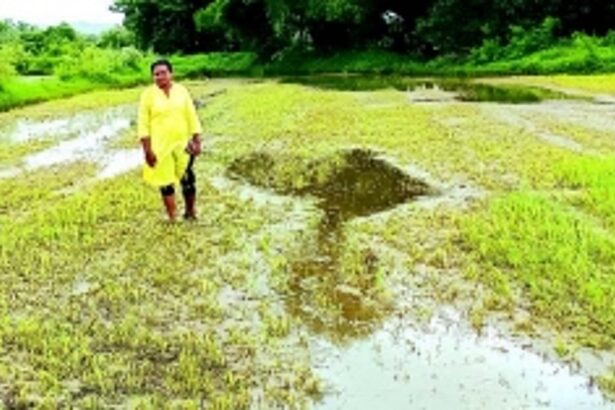 Sangolda, Guirim farmers say rain has ruined crop