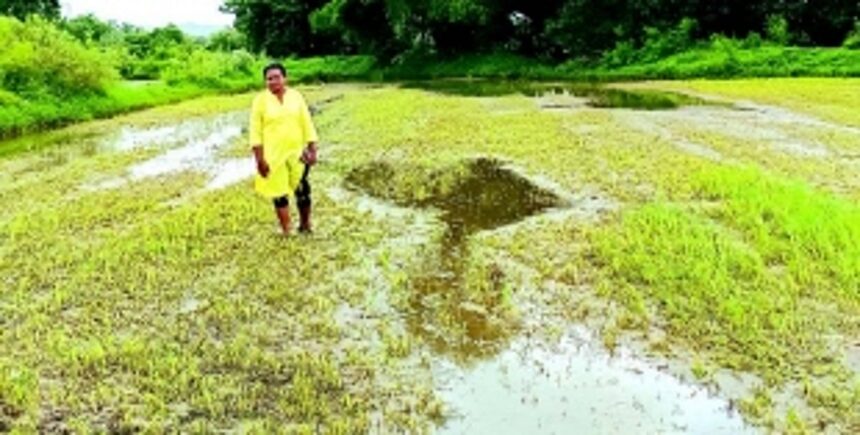 Sangolda, Guirim farmers say rain has ruined crop