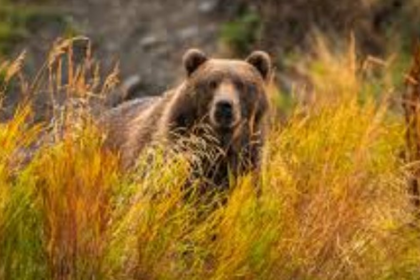 Sanguem Farmer Severely Injured in Wild Bear Attack, Family Appeals for Government Aid