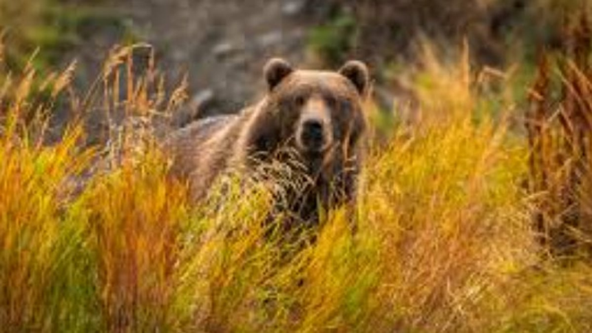 Sanguem Farmer Severely Injured in Wild Bear Attack, Family Appeals for Government Aid 1 Sanguem Farmer Severely Injured in Wild Bear Attack, Family Appeals for Government Aid
