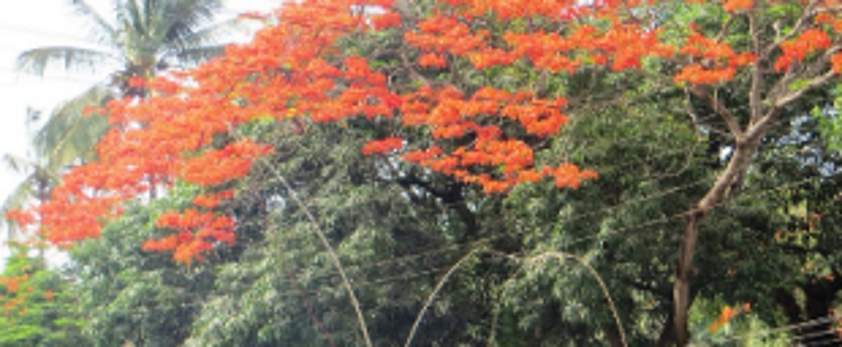 Sanguem civic body cuts tree posing danger to public