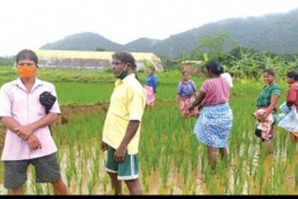 Sanguem farmers say bison herd damaged their crops