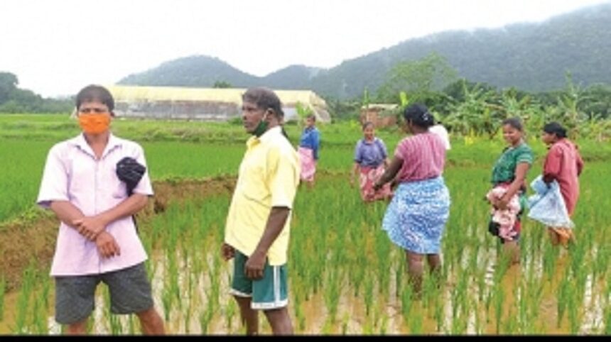 Sanguem farmers say bison herd damaged their crops