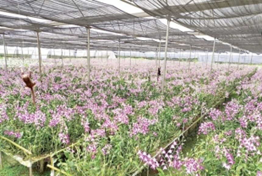 Sanguem orchid farmers ask for financial assistance