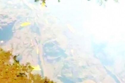 Sanguem river polluted with chicken waste