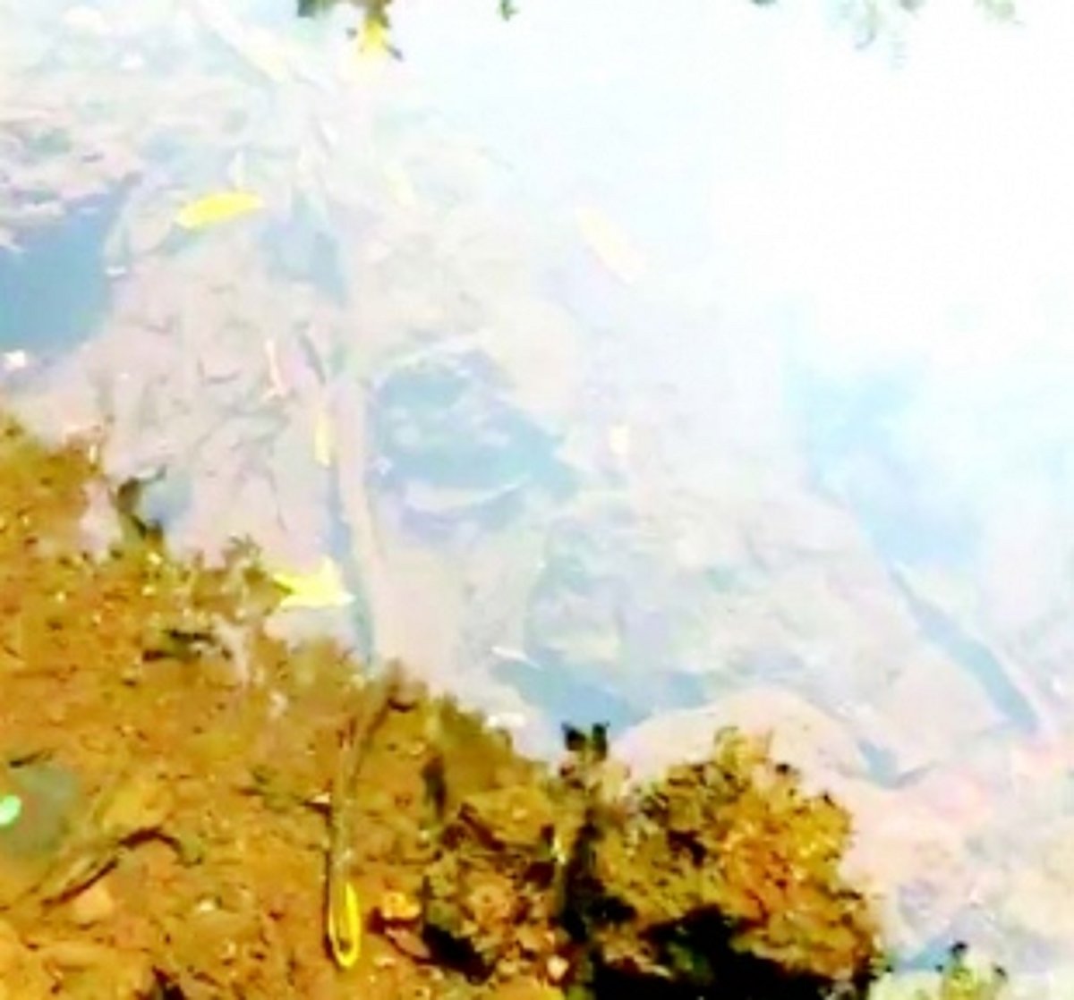 Sanguem river polluted with chicken waste