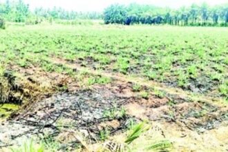 Sanguem sugarcane cultivators living  in hope but dying in despair