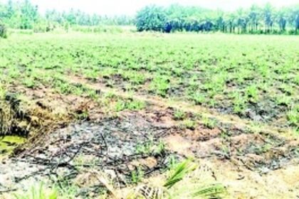 Sanguem sugarcane cultivators living  in hope but dying in despair