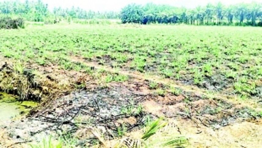 Sanguem sugarcane cultivators living in hope but dying in despair 1 Sanguem sugarcane cultivators living in hope but dying in despair