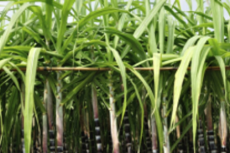 Sanguem’s sugar cane farmers get a very sour deal