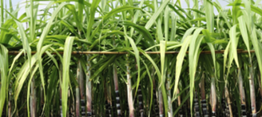 Sanguem’s sugar cane farmers get a very sour deal