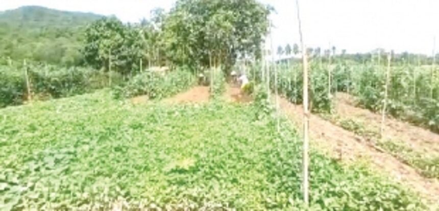 Sanjivani takes up fruit, vegetable cultivation