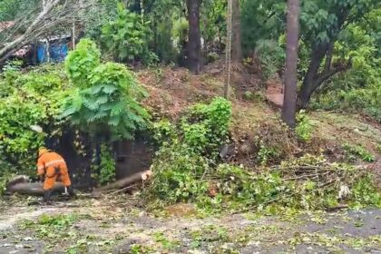 Sanvordem: Traffic Disrupted After Huge Tree Falls Near Village Panchayat