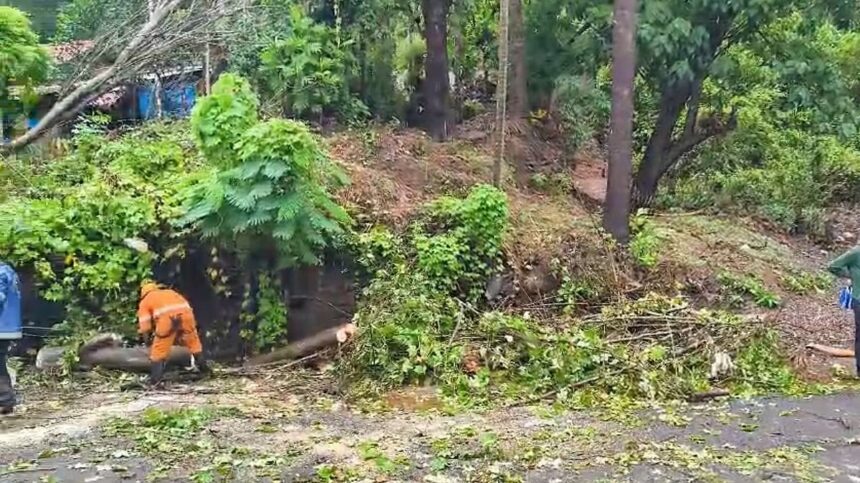 Sanvordem: Traffic Disrupted After Huge Tree Falls Near Village Panchayat 1 Sanvordem: Traffic Disrupted After Huge Tree Falls Near Village Panchayat