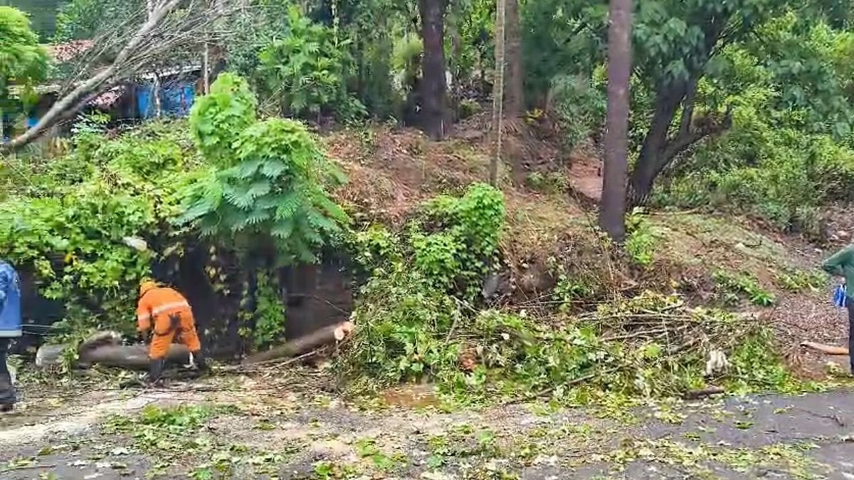 Sanvordem: Traffic Disrupted After Huge Tree Falls Near Village Panchayat