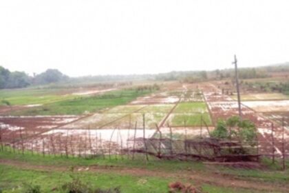 Sarmanas farmers cultivate fields after 18 years