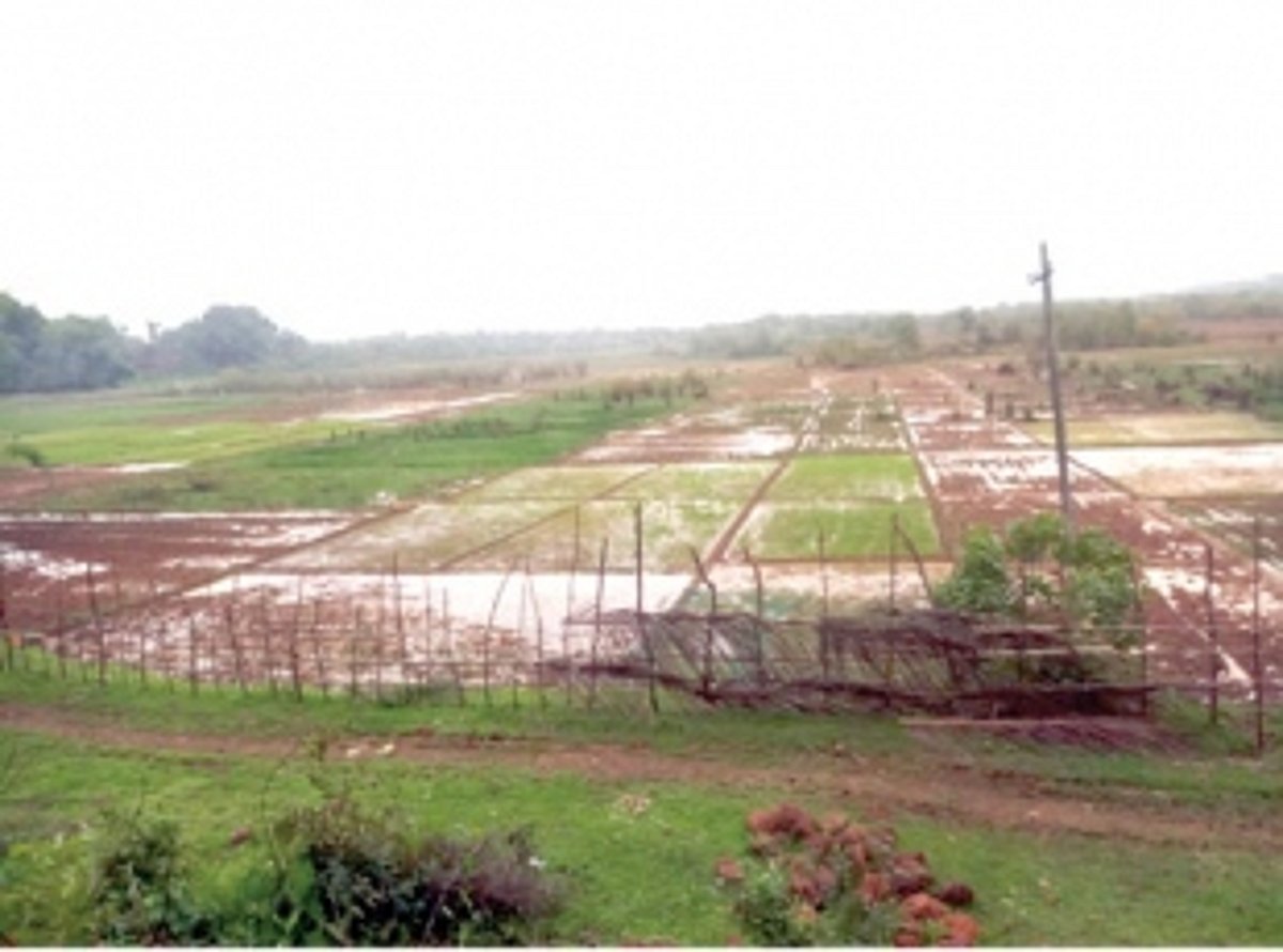 Sarmanas farmers cultivate fields after 18 years