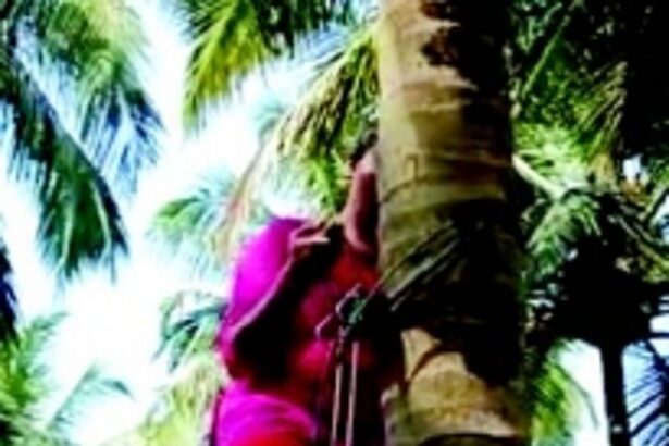 Satorlim’s agricultural renaissance:  Tribal farmers cultivate self-sufficiency