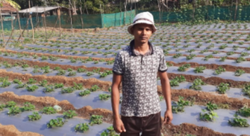 Sattari environment favourable for strawberries: Farmer