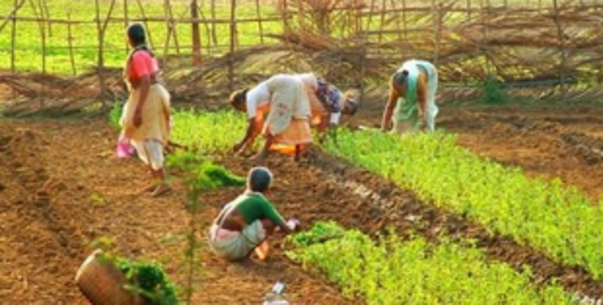 Sattari farmers demand to clear compensation 1 Sattari farmers demand to clear compensation