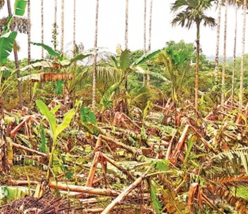 Sattari farmers suffer heavy losses due to floods 1 Sattari farmers suffer heavy losses due to floods
