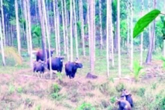 Sattari farmers wail as wild animals ravage crops