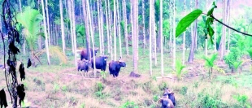 Sattari farmers wail as wild animals ravage crops 1 Sattari farmers wail as wild animals ravage crops
