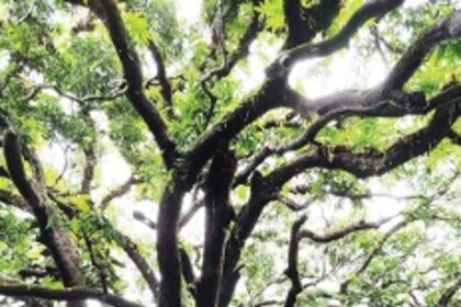 Save forests: Melauli locals celebrate ‘Vrukshabandhan’ on Raksha Bandhan