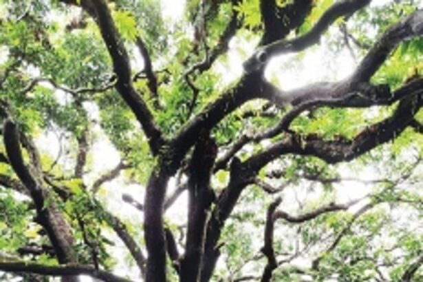 Save forests: Melauli locals celebrate ‘Vrukshabandhan’ on Raksha Bandhan