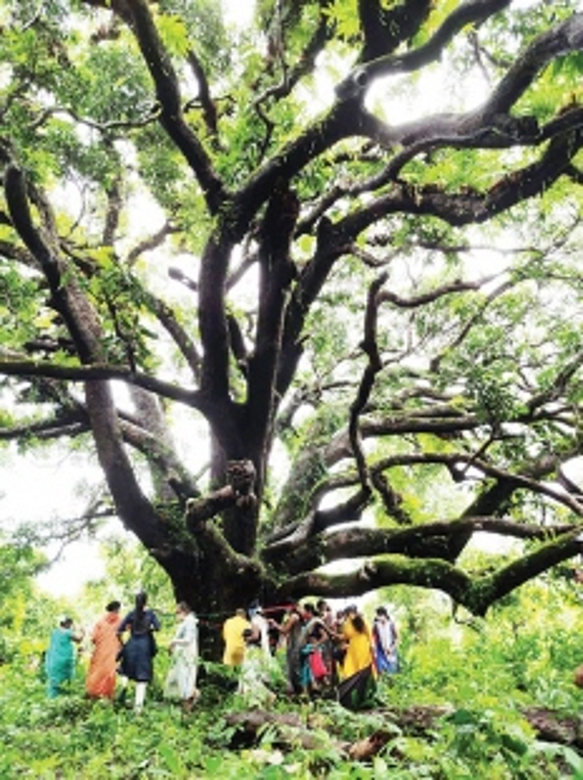 Save forests: Melauli locals celebrate ‘Vrukshabandhan’ on Raksha Bandhan