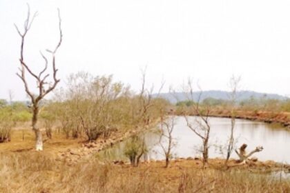 Save our mangroves