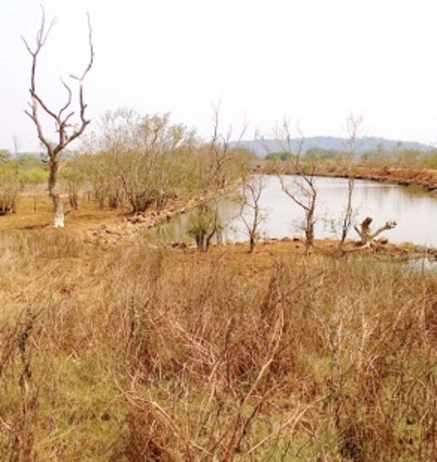 Save our mangroves 1 Save our mangroves