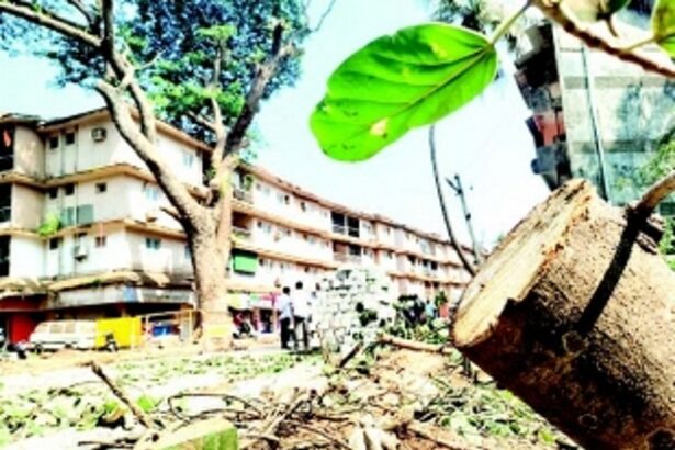 Saxttikars outraged over reckless  tree trimming in taluka